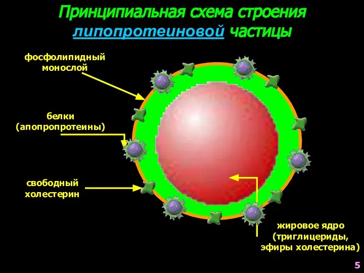 Принципиальная схема строения липопротеиновой частицы фосфолипидный монослой жировое ядро (триглицериды, эфиры холестерина)