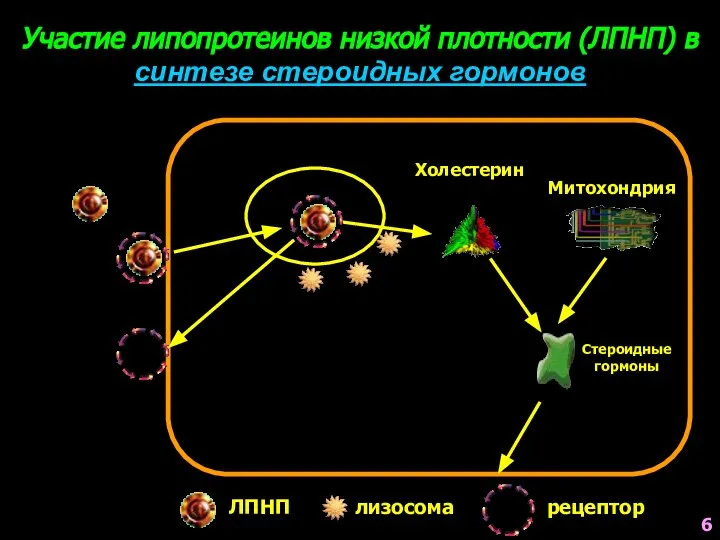 Участие липопротеинов низкой плотности (ЛПНП) в синтезе стероидных гормонов Холестерин Митохондрия Стероидные