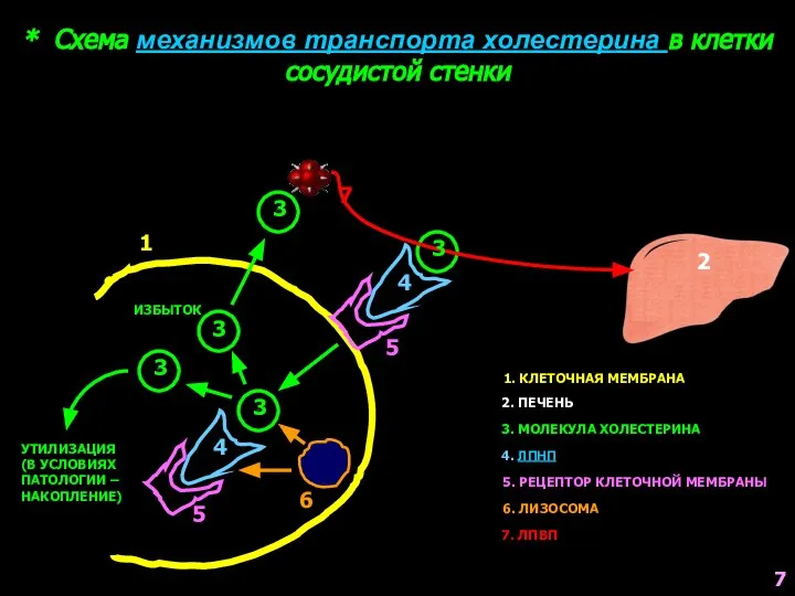 * Схема механизмов транспорта холестерина в клетки сосудистой стенки 1 2 3