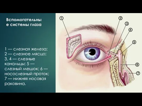 Вспомогательные системы глаза 1 — слезная железа; 2 — слезное мясцо; 3,