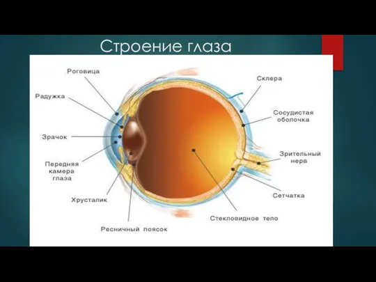 Строение глаза