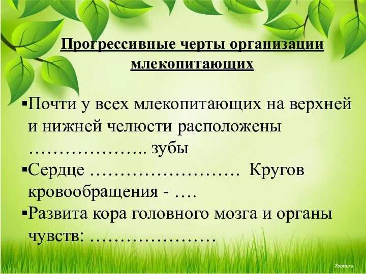 Прогрессивные черты организации млекопитающих Почти у всех млекопитающих на верхней и нижней