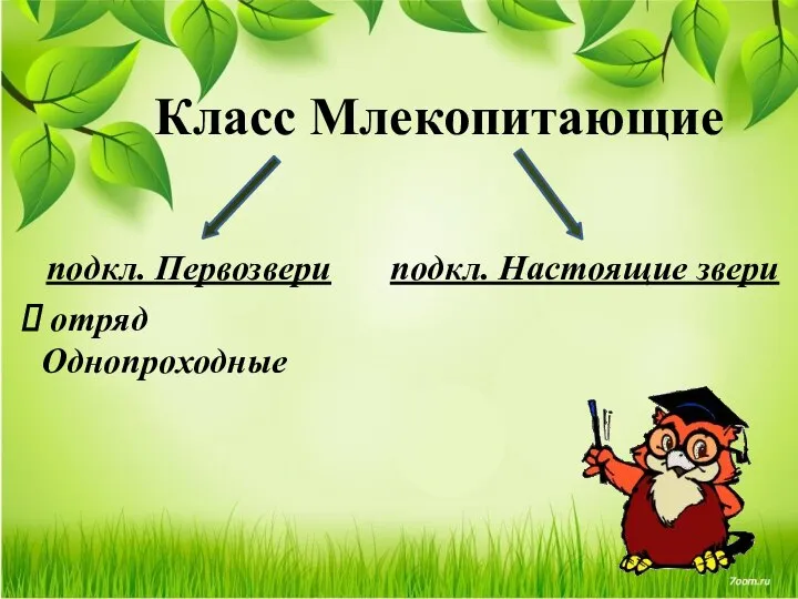 Класс Млекопитающие подкл. Первозвери подкл. Настоящие звери отряд Однопроходные