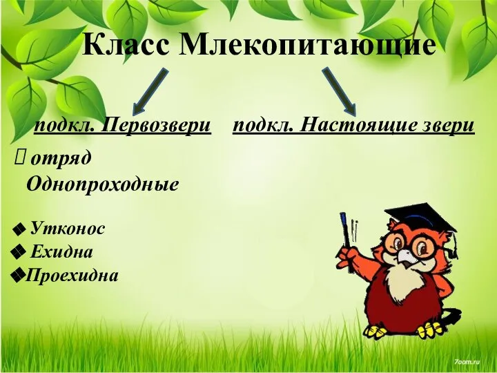 Класс Млекопитающие подкл. Первозвери подкл. Настоящие звери отряд Однопроходные Утконос Ехидна Проехидна