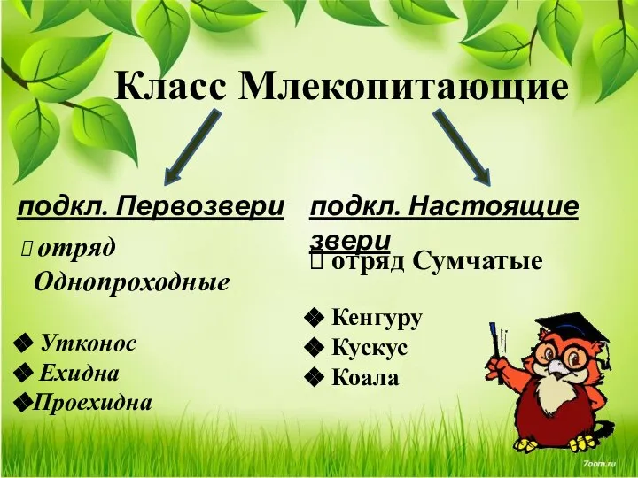 Класс Млекопитающие подкл. Первозвери подкл. Настоящие звери отряд Однопроходные Утконос Ехидна Проехидна