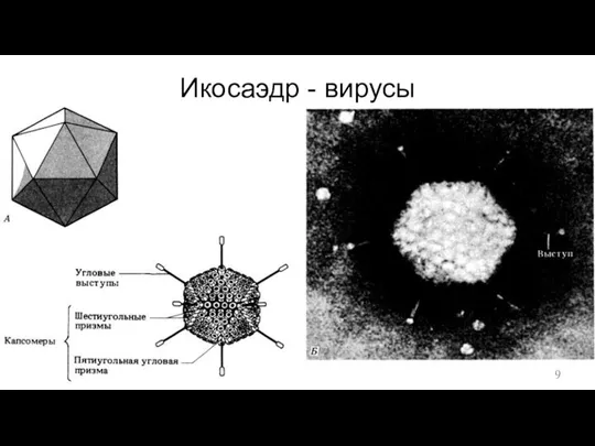 Икосаэдр - вирусы