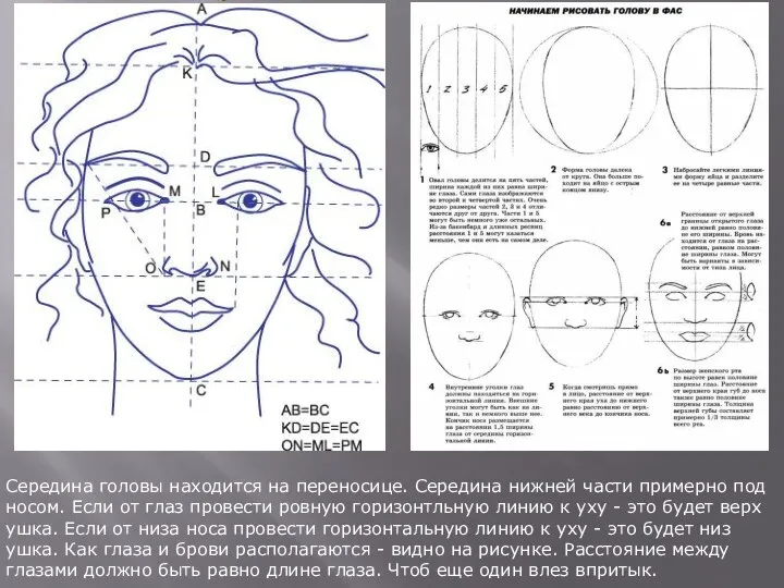 Середина головы находится на переносице. Середина нижней части примерно под носом. Если