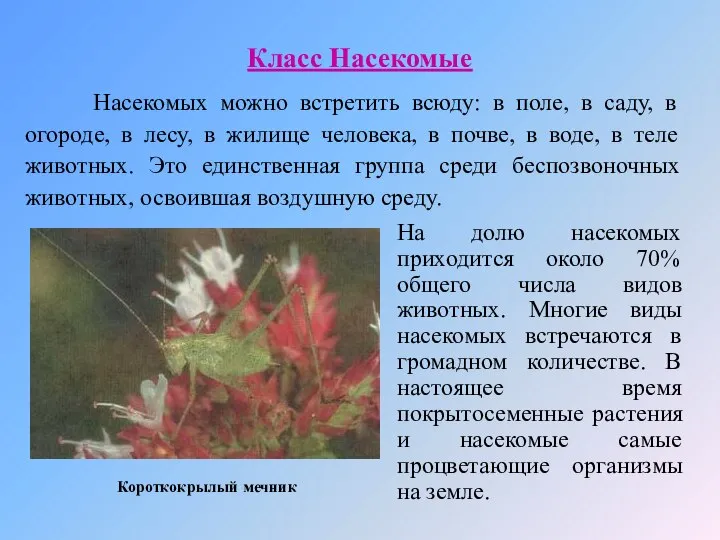 Класс Насекомые Насекомых можно встретить всюду: в поле, в саду, в огороде,