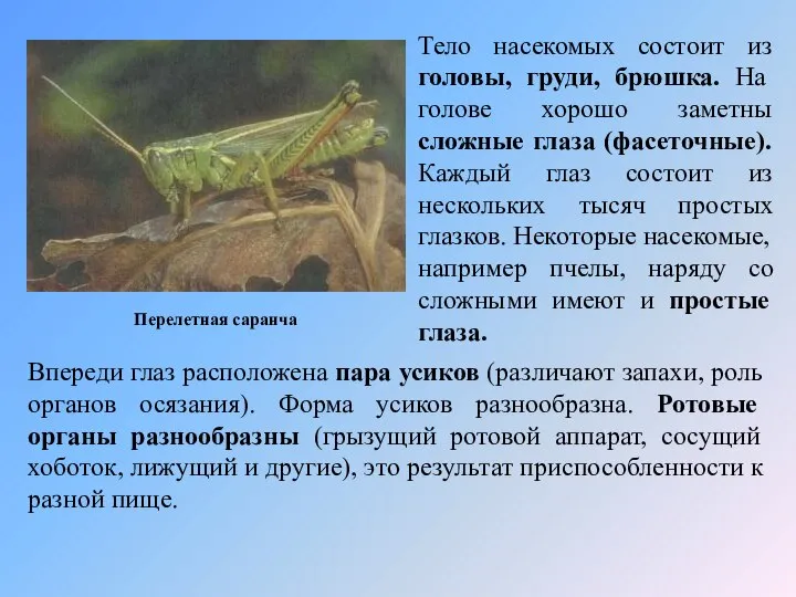 Перелетная саранча Тело насекомых состоит из головы, груди, брюшка. На голове хорошо