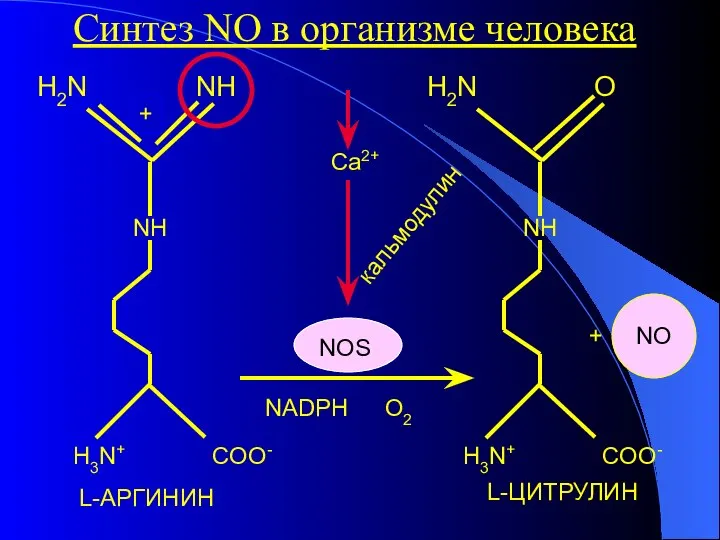 + кальмодулин Ca2+ NOS NADPH O2 Синтез NO в организме человека L-АРГИНИН L-ЦИТРУЛИН