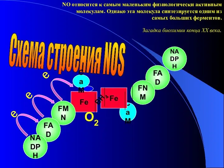 CaM Fe NADPH FAD FNM Fe NO относится к самым маленьким физиологически