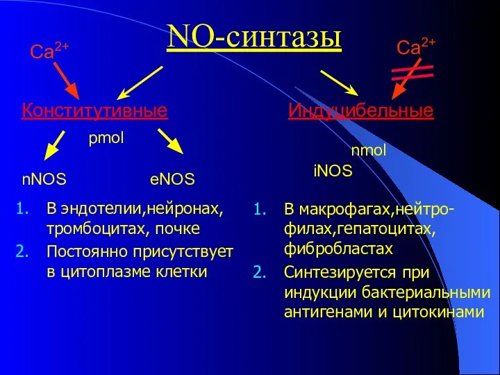 NO-синтазы Конститутивные Индуцибельные nNOS eNOS В эндотелии,нейронах, тромбоцитах, почке Постоянно присутствует в