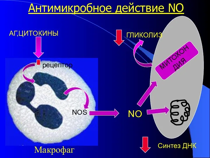 Антимикробное действие NO АГ,ЦИТОКИНЫ рецептор NOS NO МИТОХОНДИЯ ГЛИКОЛИЗ Синтез ДНК Макрофаг