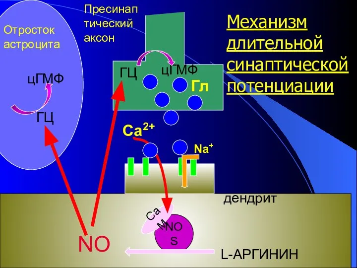 NOS CaM NO L-АРГИНИН Отросток астроцита ГЦ цГМФ Гл Na+ дендрит ГЦ