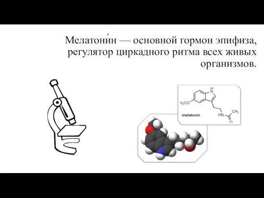 Мелатони́н — основной гормон эпифиза, регулятор циркадного ритма всех живых организмов.