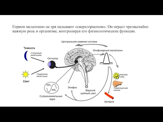 Гормон мелатонин не зря называют «сверхгормоном». Он играет чрезвычайно важную роль в