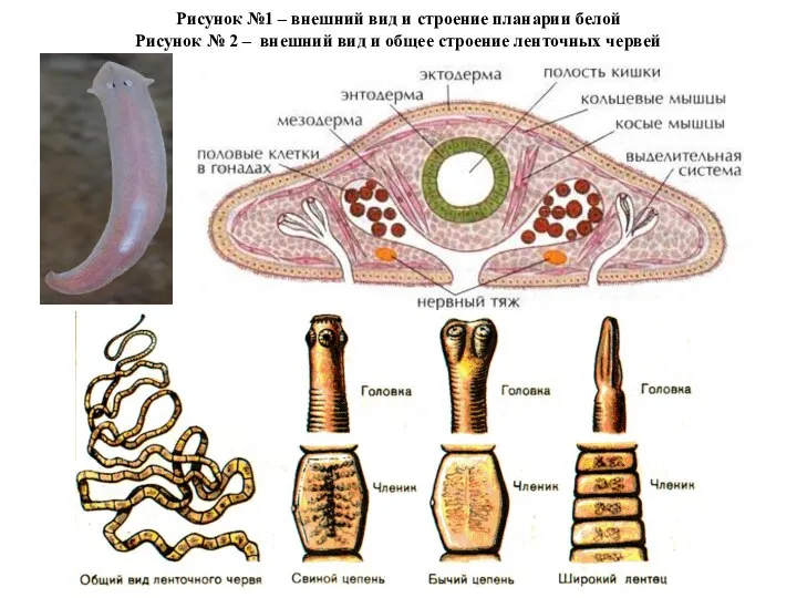 Рисунок №1 – внешний вид и строение планарии белой Рисунок № 2