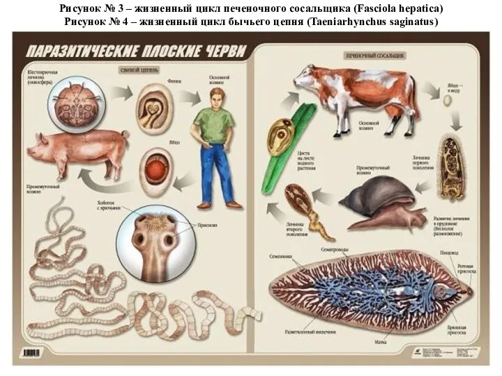 Рисунок № 3 – жизненный цикл печеночного сосальщика (Fasciola hepatica) Рисунок №