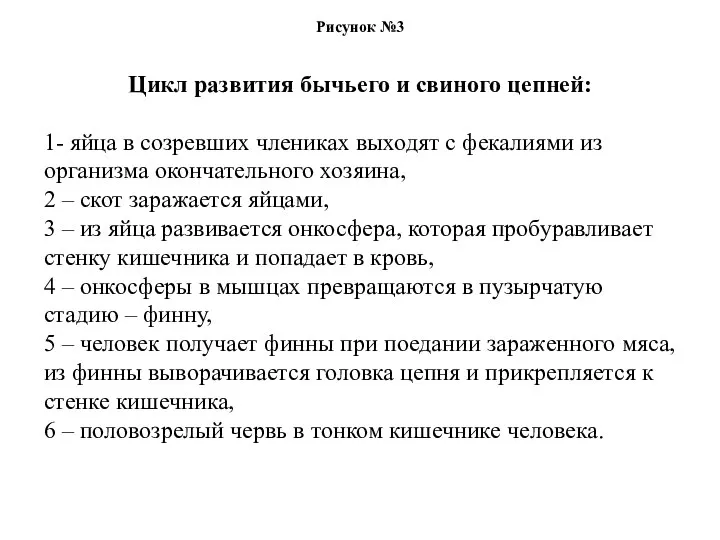 Рисунок №3 Цикл развития бычьего и свиного цепней: 1- яйца в созревших