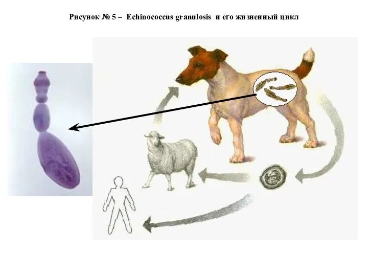 Рисунок № 5 – Echinococcus granulosis и его жизненный цикл