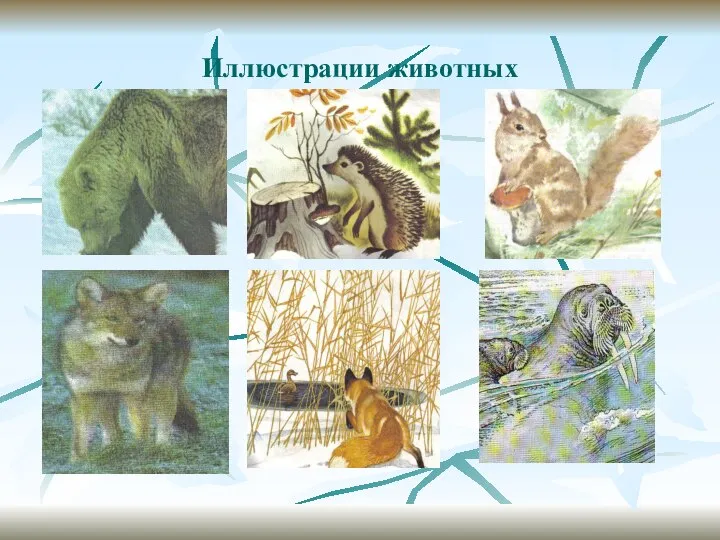 Иллюстрации животных