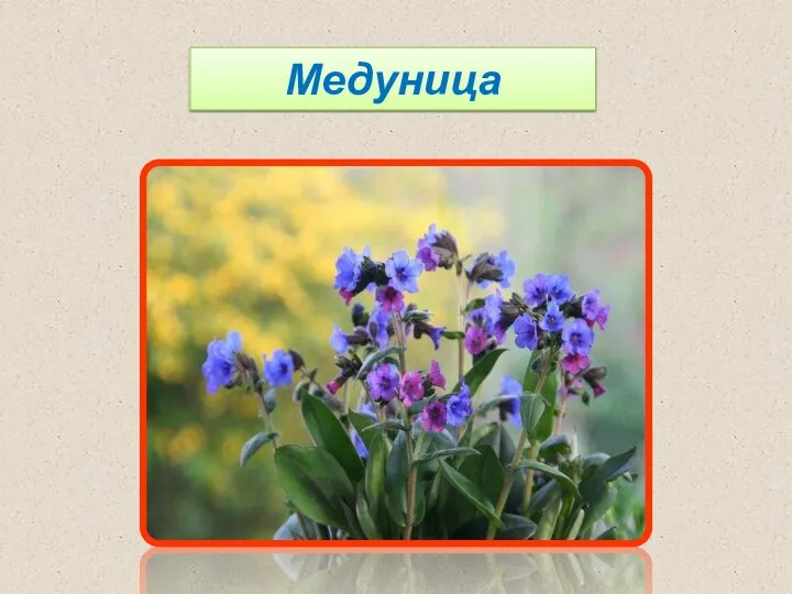 Медуница