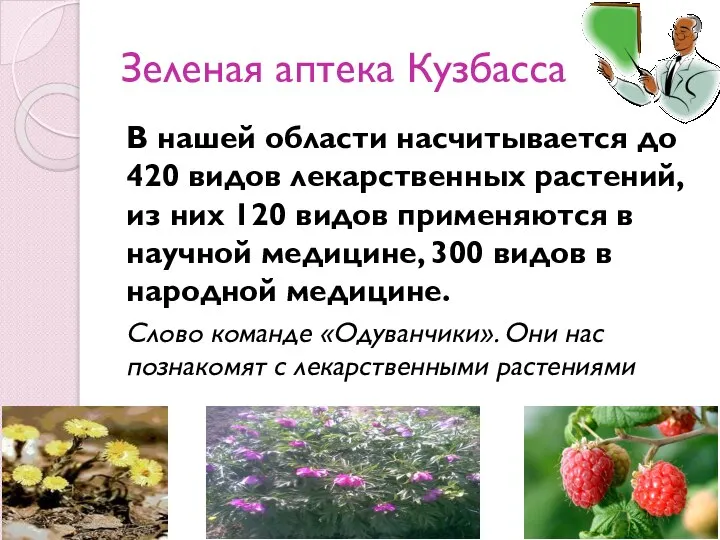 Зеленая аптека Кузбасса В нашей области насчитывается до 420 видов лекарственных растений,