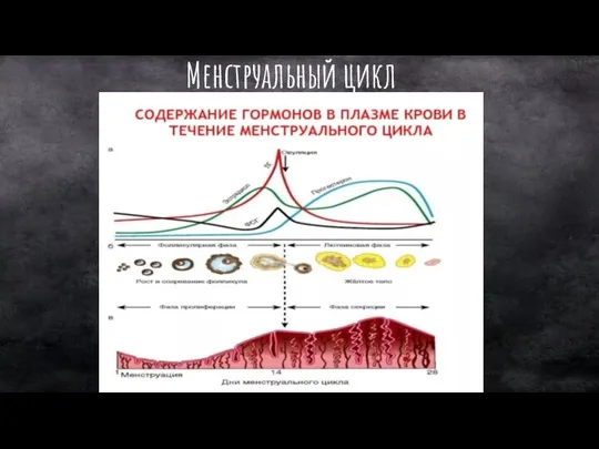 Менструальный цикл