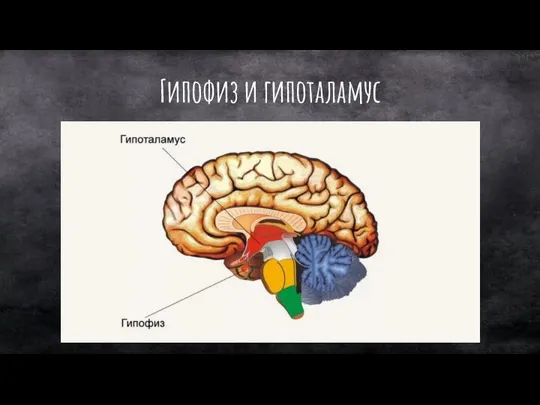 Гипофиз и гипоталамус
