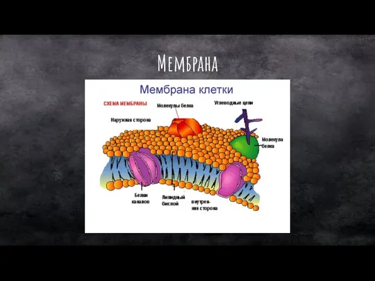 Мембрана