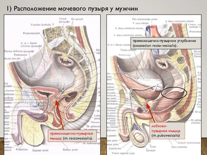 1) Расположение мочевого пузыря у мужчин лобково-пузырная мышца (m. pubovesicalis) прямокишечно-пузырная мышца