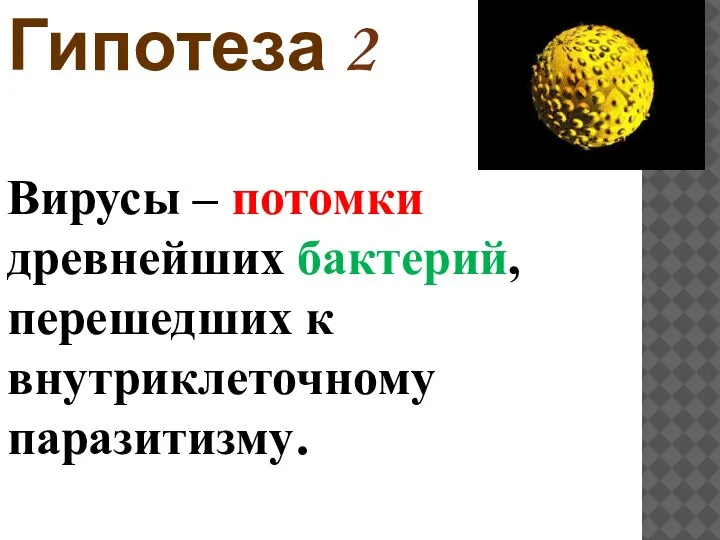 Гипотеза 2 Вирусы – потомки древнейших бактерий, перешедших к внутриклеточному паразитизму.