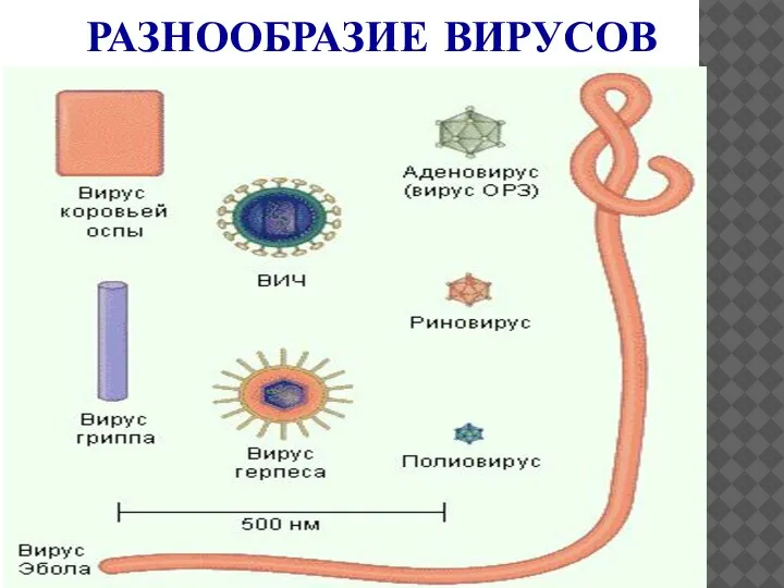 РАЗНООБРАЗИЕ ВИРУСОВ