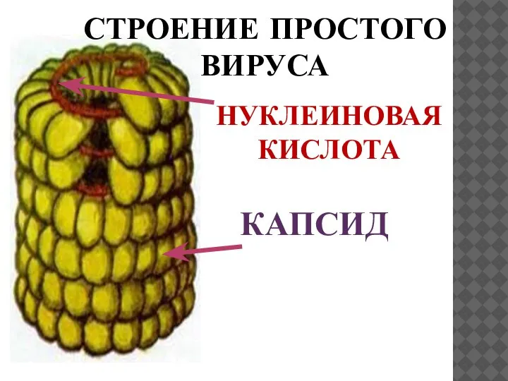 СТРОЕНИЕ ПРОСТОГО ВИРУСА НУКЛЕИНОВАЯ КИСЛОТА КАПСИД