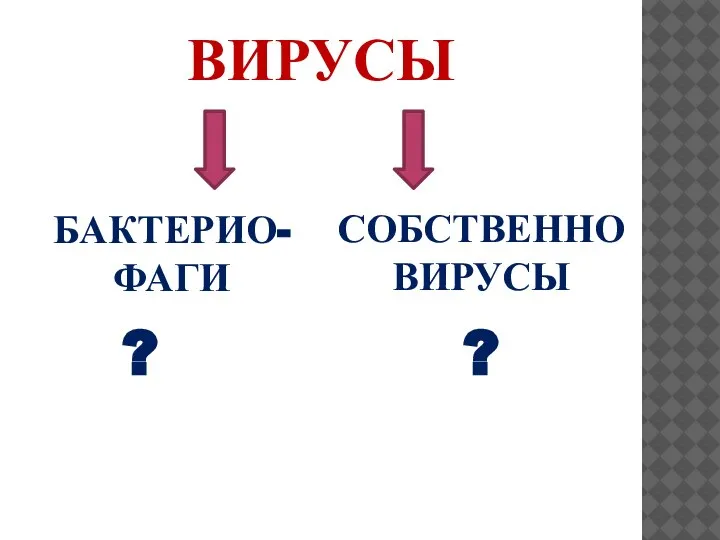 ВИРУСЫ БАКТЕРИО- ФАГИ СОБСТВЕННО ВИРУСЫ ? ?