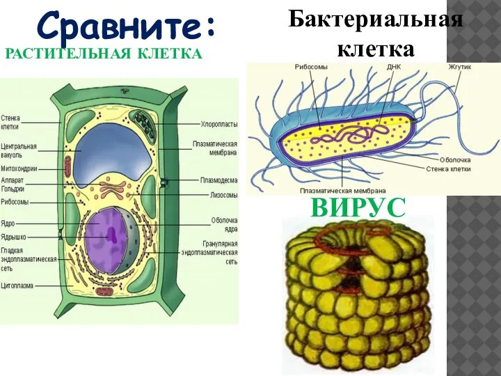 Сравните: Бактериальная клетка ВИРУС РАСТИТЕЛЬНАЯ КЛЕТКА