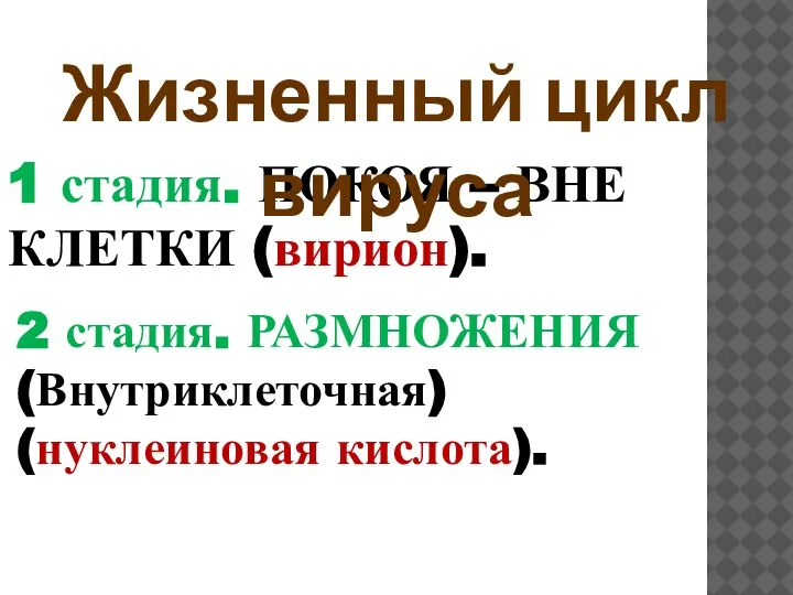 1 стадия. ПОКОЯ – ВНЕ КЛЕТКИ (вирион). Жизненный цикл вируса 2 стадия. РАЗМНОЖЕНИЯ (Внутриклеточная) (нуклеиновая кислота).