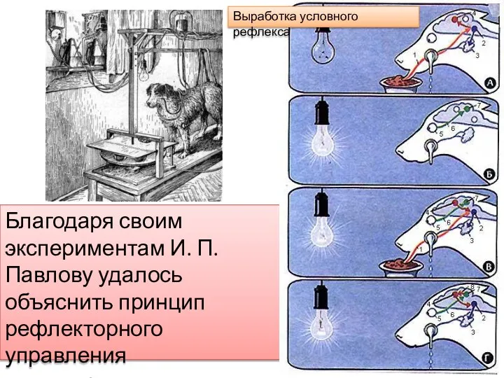 Благодаря своим экспериментам И. П. Павлову удалось объяснить принцип рефлекторного управления пищеварением. Выработка условного рефлекса