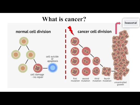 What is cancer? Immortal