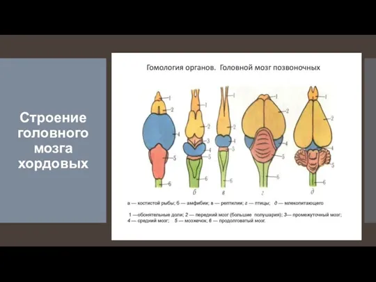 Строение головного мозга хордовых