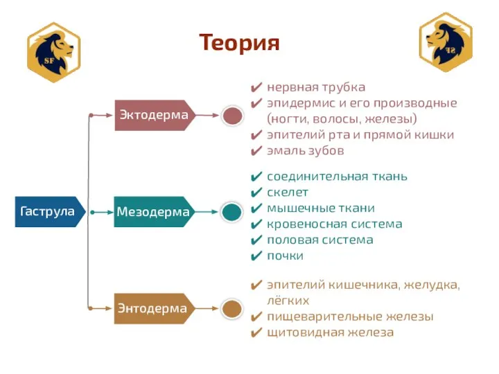 Теория Эктодерма Гаструла Мезодерма Энтодерма нервная трубка эпидермис и его производные (ногти,