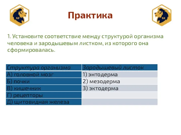 Практика 1. Установите соответствие между структурой организма человека и зародышевым листком, из которого она сформировалась.