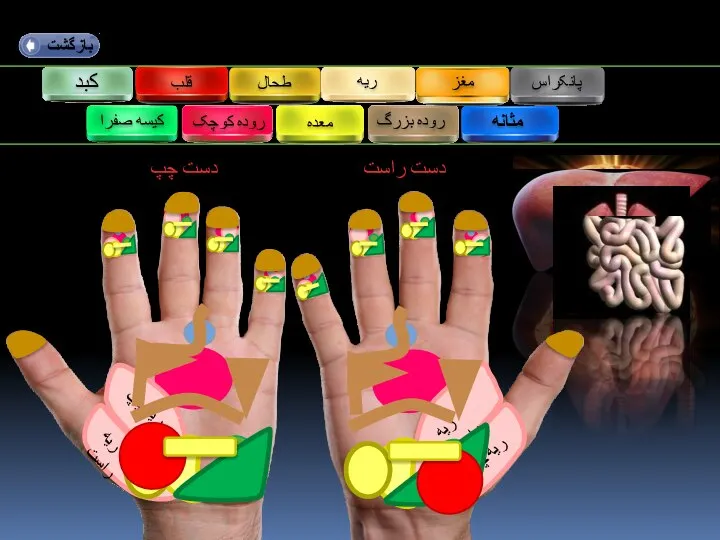 کبد طحال قلب معده کیسه صفرا مثانه روده بزرگ روده کوچک ریه