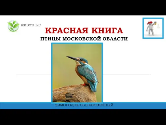 ЖИВОТНЫЕ КРАСНАЯ КНИГА ПТИЦЫ МОСКОВСКОЙ ОБЛАСТИ ЗИМОРОДОК ОБЫКНОВЕННЫЙ