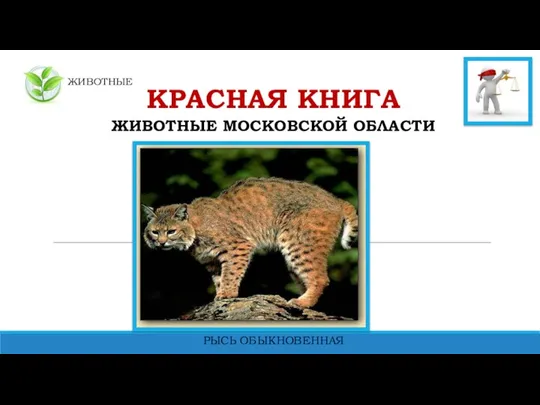 ЖИВОТНЫЕ КРАСНАЯ КНИГА ЖИВОТНЫЕ МОСКОВСКОЙ ОБЛАСТИ РЫСЬ ОБЫКНОВЕННАЯ