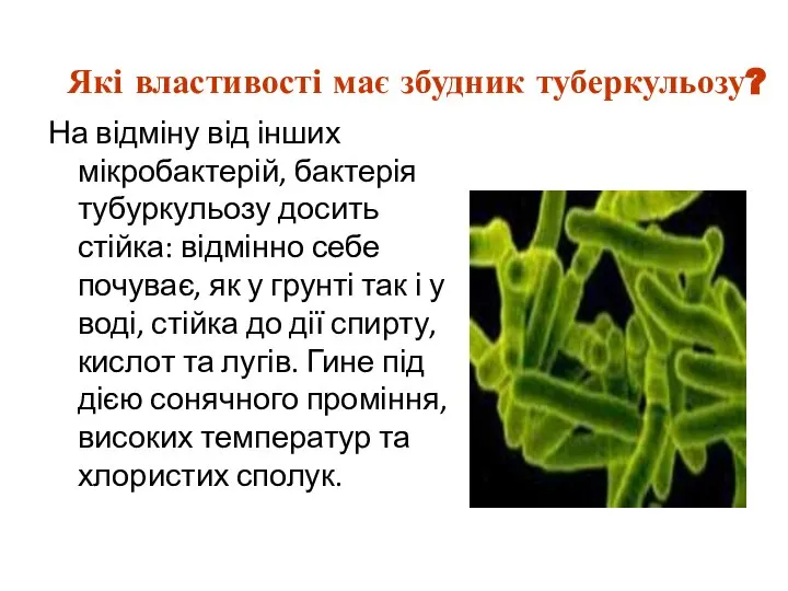 На відміну від інших мікробактерій, бактерія тубуркульозу досить стійка: відмінно себе почуває,