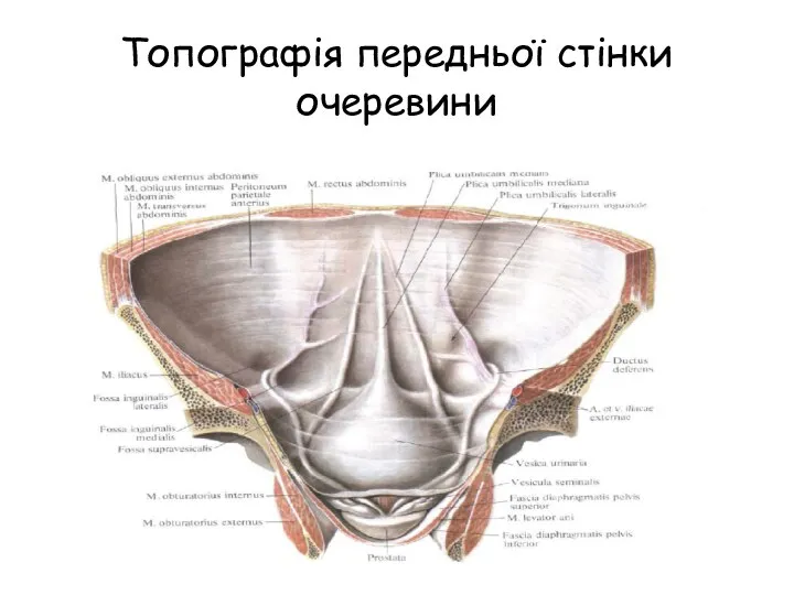 Топографія передньої стінки очеревини