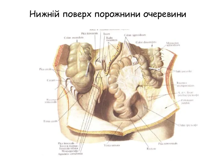 Нижній поверх порожнини очеревини