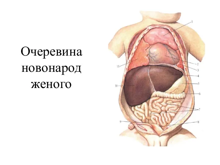 Очеревина новонародженого