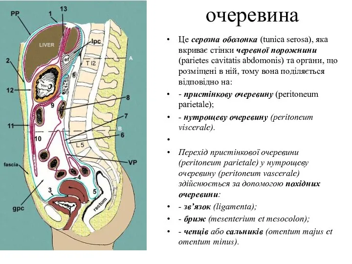 очеревина Це серозна оболонка (tunica serosa), яка вкриває стінки черевної порожнини(parietes cavitatis